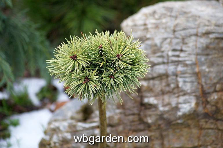 wbgarden dwarf conifers 29.JPG